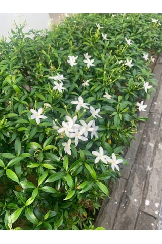 Rhyncospermum Jasminoides Arap Yasemini Yasemin Fidanı