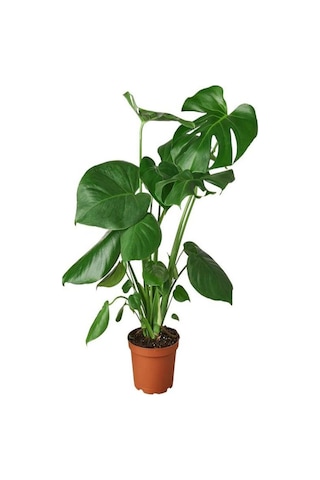 Videolu Deve Tabanı Bitkisi 1 Adet Saksılı 60-100cm Iç Mekan Salon Ofis Bitkisi Monstera Deliciosa