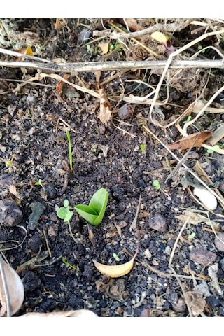 Dogal Salep Fidanı 5 Kg