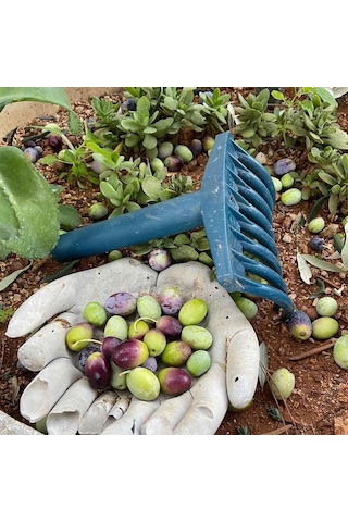 Zeytin Tırmığı + Zeytin Dilme Aparatı + 5x10 Zeytin Sergeni Jüt Zeytin Toplama Tarağı Taban Örtüsü Zeytin Çizme Aleti