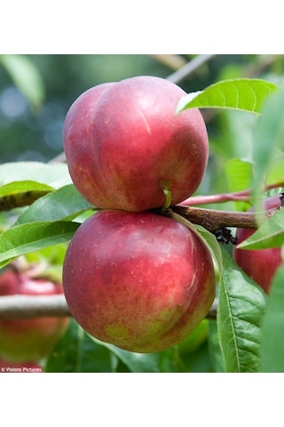 Venüs Nektarin Prunus Persica Nucipersica