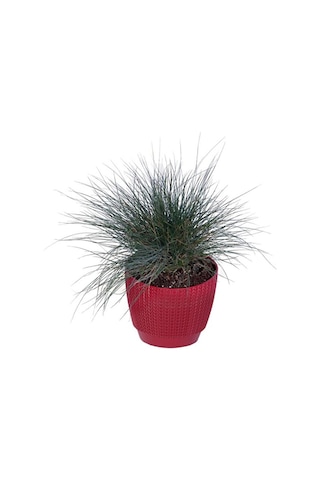 Thebestonline Mavi Çim Festuca Glauca , Saksıda