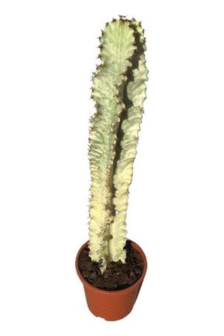 Euphorbia İngens Variegata -şamdan Ağacı 80-100 Cm