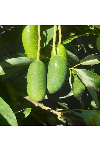 Yıldız Meyvesi 1 Adet + Bebek Avokado 1 KG