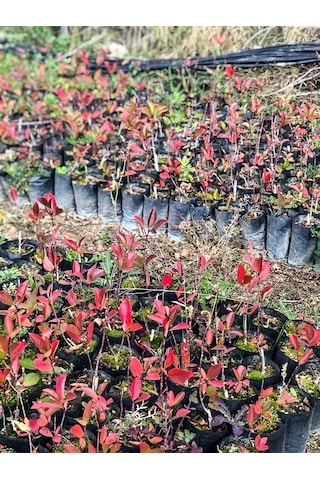 Aronya Fidanı 2 Adet 2 Yaş