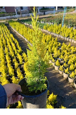(8 Adet) Üreticiden Limon Çamı, Limon Servi, +40 Cm. Üzerinde,