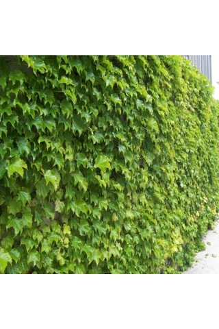 Hedere Petram Green Kaya Sarmaşığı Fidanı 10-20 Cm