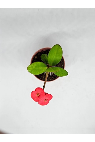 Videolu Milli Dikenler Tacı İri Kırmızı Çiçek Açan 5-7 Cm Saksılı Euphorbia