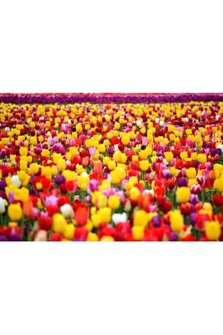 Özel Karışık Mix Lale Soğanı 10adet