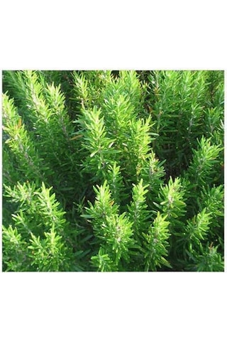 1 Adet Biberiye Fidanı Rosmarinus Officinalis