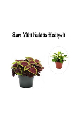 Anneler Gününe Özel Renkli Yapraklı Yaprak-cam Güzeli Sarı Milli Kaktüs Hediyeli