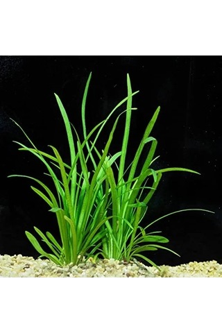 1 Bağ 2-4 Kök Akvaryum Bitkisi - Sagittaria Subulata