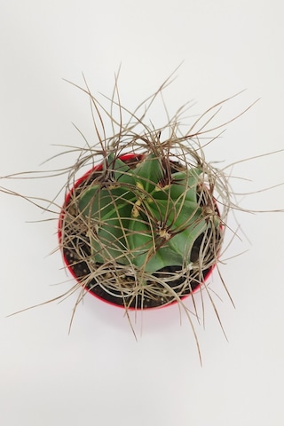 Astrophytum Capricorne Nadide Tür Tekli Özel Kaktüs 8.5 CM KırmıZI