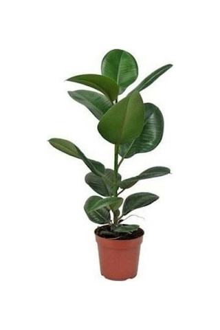 Aşk Merdiveni Fujer Askılı Saksıda/kauçuk 60-70 Cm 2'li Set Salon Ofis Bitkileri