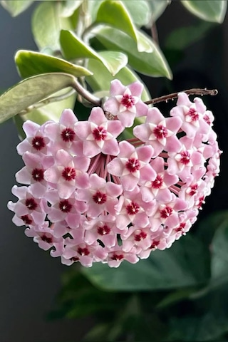 Pembe-kırmızı Yıldız Çiçekli Hoya Carnosa Mum Çiçeği Fidanı Pembe-kırmızı Yıldız Çiçekli Hoya Carnosa Mum Çiçeği Fidanı