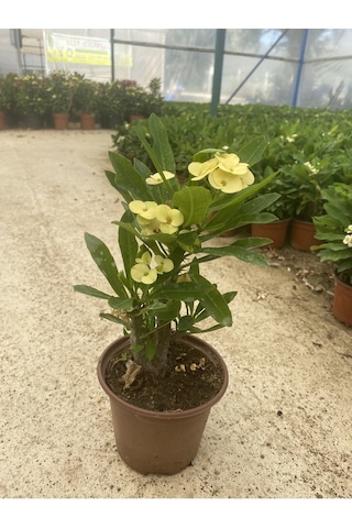 Videolu Sarı Milli Dikenler Tacı Çiçekli Kaktüs 1 Adet Saksılı 20-40 Cm Euphorbia