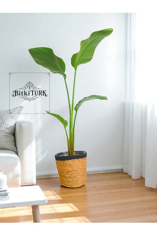 Bitkitürk-starliçe 80/100 Cm Cennet Kuşubofis Salon Ev