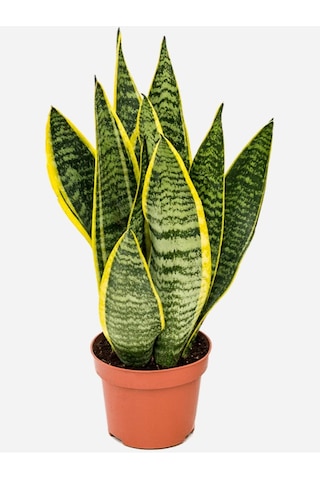 Bodur Paşa Kılıcı Çiçeği Sanseveria 25-30cm