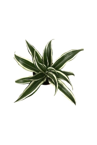 Dracaena Fragrans 'White Jewel' Ø12 CM Y20-25CM