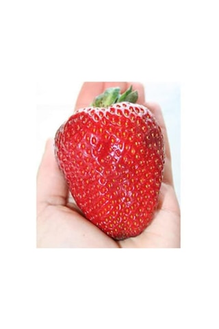 Dev Çilek Tohumu Yediveren Çillek Tohumu Güney Amercica Çileği 15 Adet Tohum