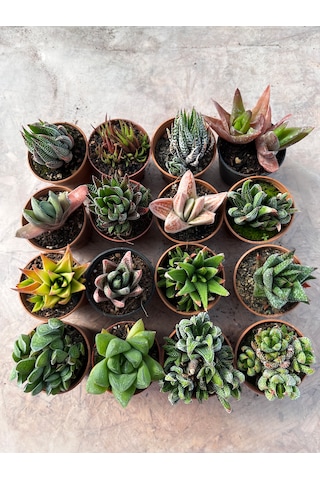 Karışık Haworthia Set 16lı