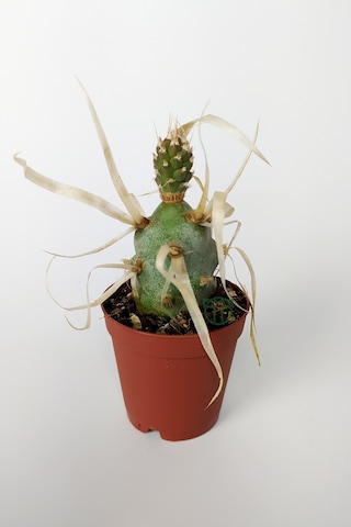 Tephrocactus Articulatus var. Papiracantus Kağıt Omurga Kaktüsü