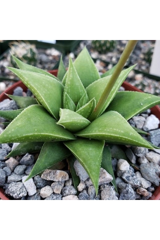 Haworthia Rigida 10 Adet