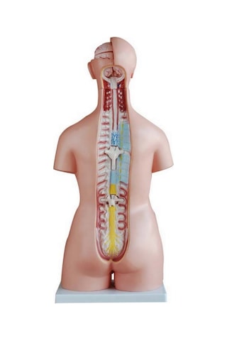 İnsan Vücudu Modeli Torso 85Cm 40 Parça Unısex Tam Boy