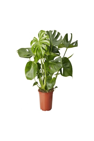 Videolu Deve Tabanı Bitkisi 1 Adet Saksılı 60-100cm Iç Mekan Salon Ofis Bitkisi Monstera Deliciosa