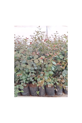 Evgenya Çalısı Bahçe Peyzaj Bitkisi 50-70cm Saksılı/tüplü Eugenia Etna Fire
