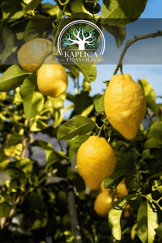 Tüplü Yediveren Aşılı Limon Ağacı Fidanı 3 Yaş