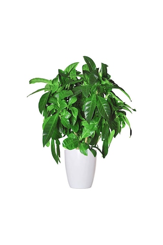 Videolu Anneler Gününe Özel Gardenya Tomurcuk 20 40 Cm 1 Adet Saksılı Iç Mekan Bitkisi Gardenia