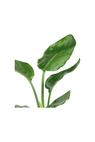 Strelitzia Starliçe 90-120 Cm Boyunda Tek Gövdeli Salon Bitkisi İç Mekan Bitkisi