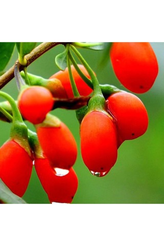 12 Adet Goji Berry Fidanı Damaye Tombul Meyve 9 Luk Saksıda 12 Ay Dikim Yapılabilir