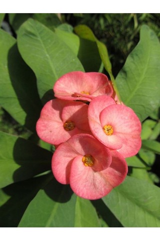 Pembe Milli Dikenler Tacı 1 Adet Saksılı Kaktüs 20-40 Cm Ofis Bitkisi Euphorbia