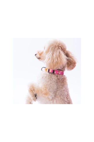 Pawstar Daisy Boyun Tasması M Boyun Çevresi: 32 Cm X 48 Cm Çok Renkli