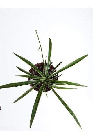Kurdele Çiçeği Chlorophytum Kurdale