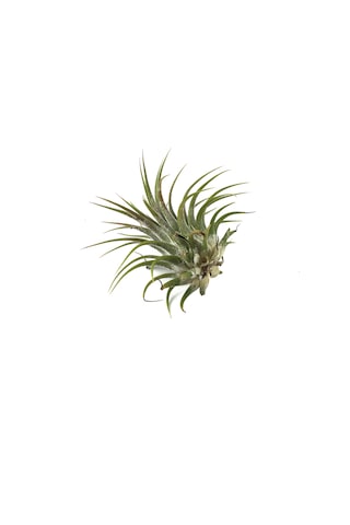 Tillandsia Harrisii (Hava Bitkisi)