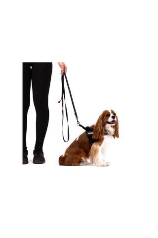 Ezydog Leashes Trainer Soft 25 Mm 180 Cm Köpek Gezdirme Kayışı Mavi Çok Renkli