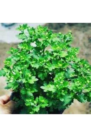Kasımpatı Krizantem, Chrysanthemum Çiçeği Pembe 10-20 Cm