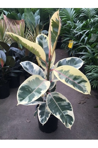 Peperomia & Alacalı Kauçuk & Starliçe