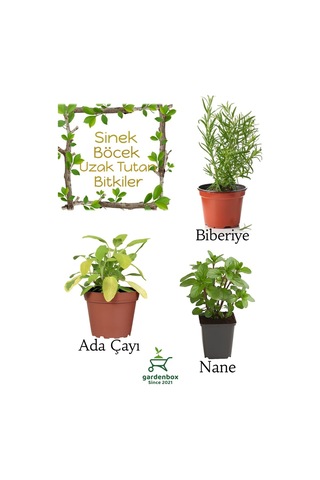 Sinek Böcek Kovucu Bitki Seti Biberiye+adaçayı+nane 10-20cm Boylarında