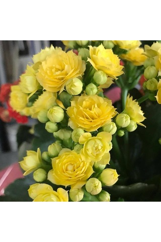 Kalanşo Çiçeği Kalanchoe 10 Adet Sarı