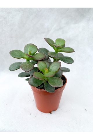 Crassula Ovata Sukulent Para Ağacı Şans Bitkisi 5.5 Cm Saksıda