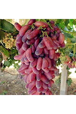 Bahçevilya Black Finger Kırmızı Siyah Üzümü 1-2 Yaş Arası Tüplü