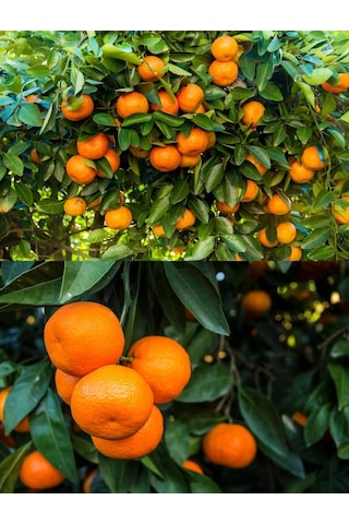 2 Adet Tüplü Yediveren Mandalina Fidanı 3 Yaş