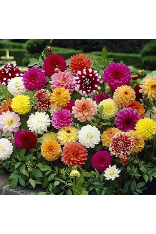 Mutlu Paket Karışık Renkli Bodur Mignon Dahlia Çiçeği Tohumu 80 Tohum