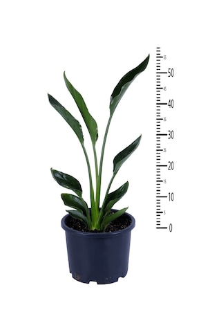 Starliçe - Starliçe Regina - Bitki Boyu 50-60 Cm Saksı Hariç - Cennet Kuşu - Strelitzia Regina
