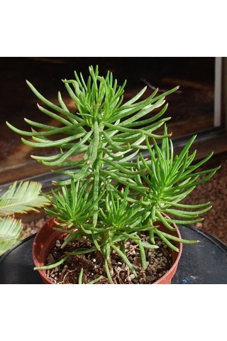 Senekio Barbertonicus Himalaya - 5 Adet Sukulent - Teraryum