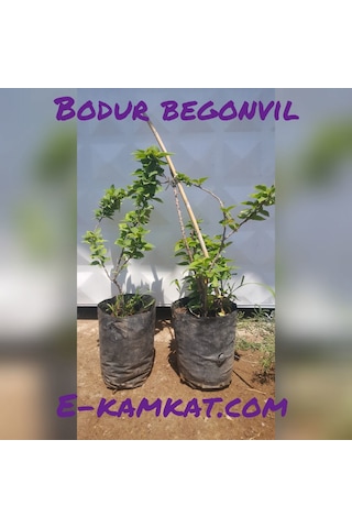 Bodur Begonvil gelin Duvağı Fidanı. Torbada